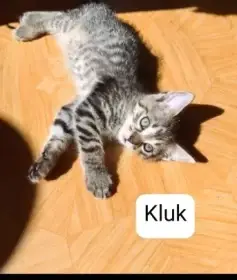 Koťata