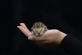 Hnědá bengálská koťátka s PP