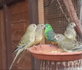 Papoušek zpěvavý (přírodní) - prodej