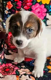 Hladkosrstý pejsek jrt s PP