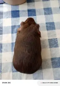 Hladké čokoládové