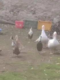 Prodám hejno IB