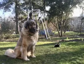 Šarplaninci / čistokrevná