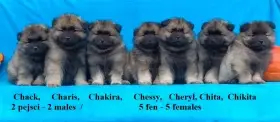 Německý špic vlčí / keeshond prodám krásná štěňata s PP