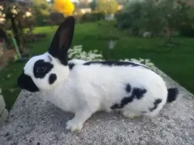 Prodám Českeho strakáče