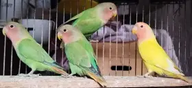 Agapornis růžohrdlý opalin
