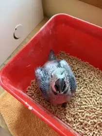 Ara ararauna k ručnímu dokrmení