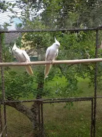 Korely albino