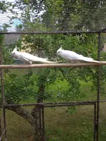 Korely albino