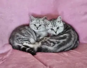 Koťátka Whiskas