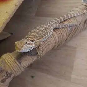Mláďata agamy vousaté