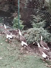 3 kačenky a jeden kaçer
