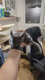 Miminka činčily