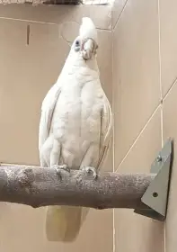 Scháním