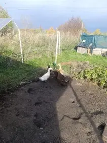 Kachna pekingská křížená s indickým běžcem