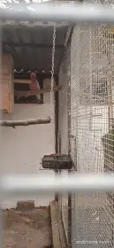 Kakadu růžový 1.0