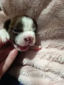 Bostonský teriér colorred