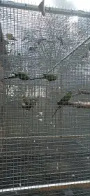 Papoušek nádherný