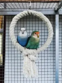 Agapornis růžohrdlý pár KLADNO 1.11.2025