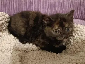 Kočička Vavřinka hledá nový domov