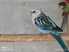 Rosely pestré mutace