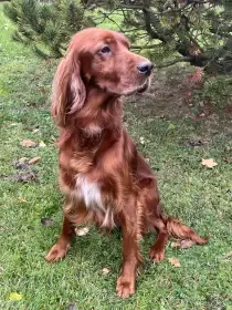 Štěňátka - Irský setr s PP