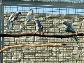 Prodám Alexandr malý rec. straka