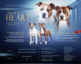 Americký stafordšírský teriér