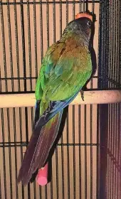 Prodám pyrury červenobřiché