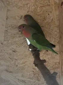 Agapornis růžohrdlý