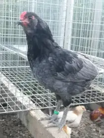 Zdrobnělé araukany