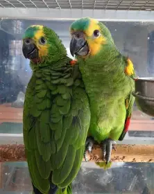 Amazoňan modročelý prodám