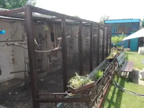 Papoušci na prodej .....