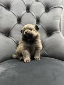 Německý špic pomeranian