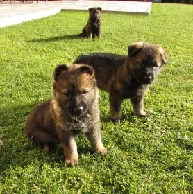 Německý ovčák - štěňata s PP