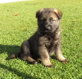 Německý ovčák - štěňata s PP