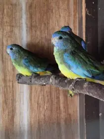 Neoféma modrohlavá