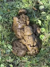 Koňský hnůj za odvoz