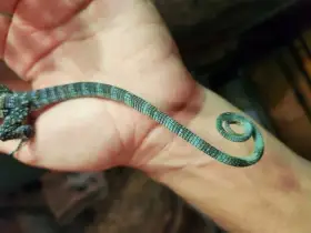 Varanus Macraei for sale