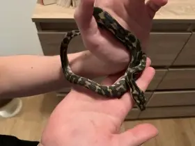 Krajta kobercová s terárkem