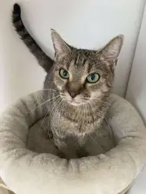 Zelenka z nevyhovujících podmínek skončila v útulku