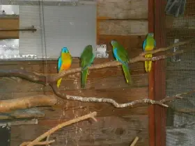 Prodám poslední samičku Neofémy Tyrkysové přírodní