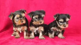 Jorkšírský teriér s PP FCI