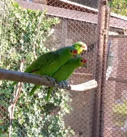 Amazoňan žlutolící,  odchov pod rodiči 2025,