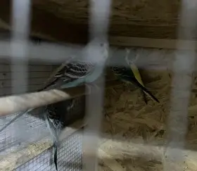 Prodám krásné mladé andulky