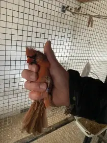 Kardinál šedý a červený