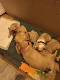 Štěňátka buldočka na prodej