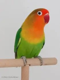 Prodám 4 mladé agapornis fischery