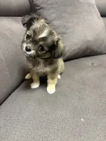 Dlouhosrstá čivava bez PP