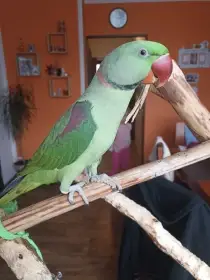 Prodám Alexandra velkého